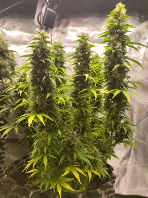 IMG_20230416_094502.jpg IMG_20230416_094502.jpg