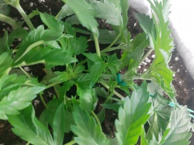 20230416_170006.jpg 20230416_170006.jpg