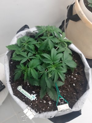 20230416_172636.jpg 20230416_172636.jpg