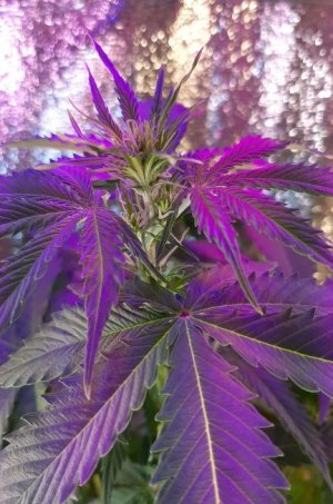 IMG_20211003_124426_539.jpg IMG_20211003_124426_539.jpg