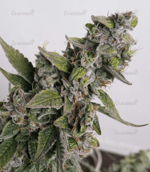 1633960540302.png 1633960540302.png