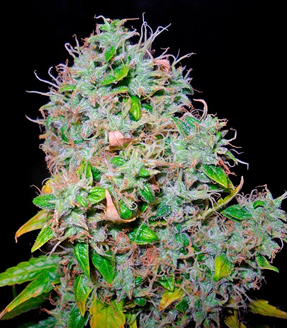 1635580908218.png 1635580908218.png