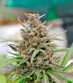 1636708787138.png 1636708787138.png