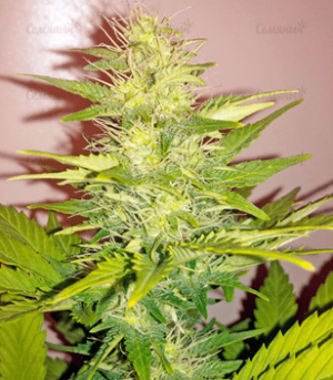 1636814127221.png 1636814127221.png