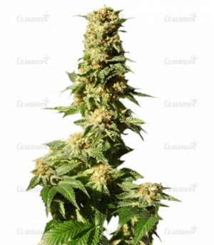 1636879277151.png 1636879277151.png