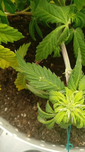 IMG_20211128_143507.jpg IMG_20211128_143507.jpg