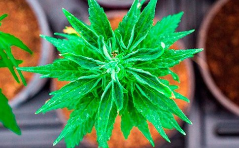 Органические удобрения для конопли