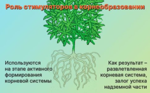 Стимуляторы корнеобразования для конопли
