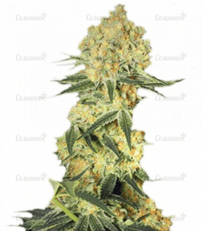 1638185524296.png 1638185524296.png