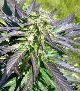 1638186114560.png 1638186114560.png