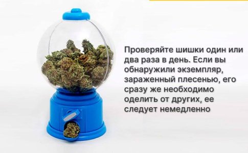 Пролечка шишек конопли Пролечка шишек конопли