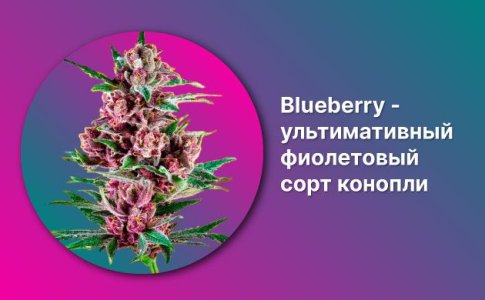 История сорта Blueberry История сорта Blueberry