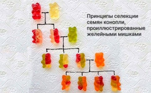 Поколение семян конопли