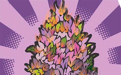 Семейства сортов конопли