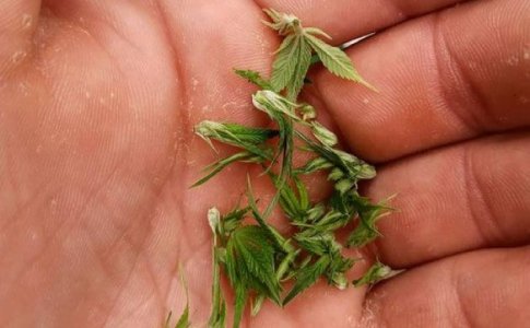 Техника FIM-обрезки конопли Техника FIM-обрезки конопли