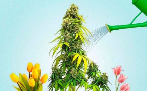 Маскировка кустов конопли