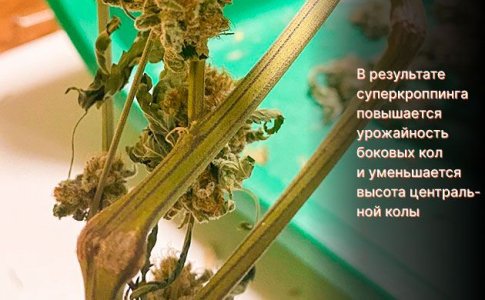 Суперкроппинг конопли Суперкроппинг конопли