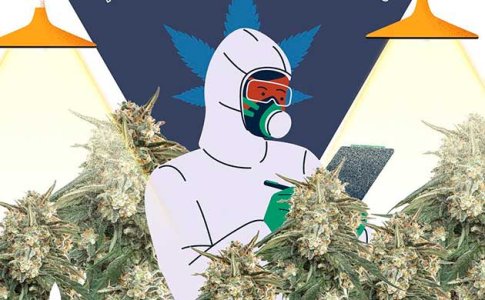 Быстрое выращивание конопли Быстрое выращивание конопли