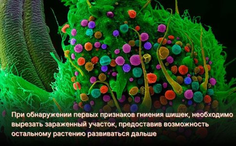 Гниль шишек конопли Гниль шишек конопли