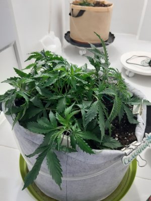 20230417_123315.jpg 20230417_123315.jpg