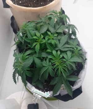 20230417_171155.jpg 20230417_171155.jpg