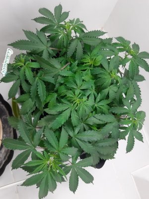 20230417_184849.jpg 20230417_184849.jpg