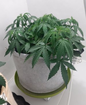 20230417_193701.jpg 20230417_193701.jpg