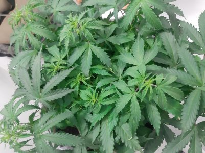 20230417_221855.jpg 20230417_221855.jpg