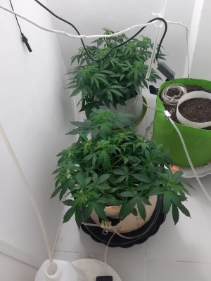 20230417_230610.jpg 20230417_230610.jpg