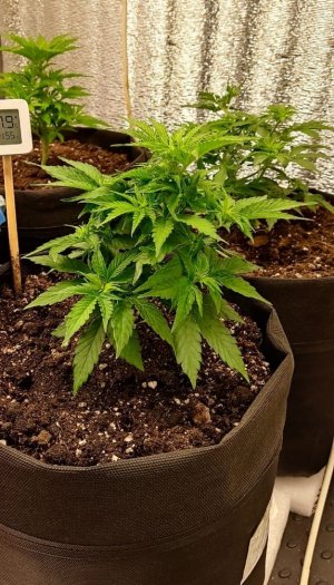 267d4c6e-eb98-4f98-ad19-c6ecad05c7f0.jpg 267d4c6e-eb98-4f98-ad19-c6ecad05c7f0.jpg