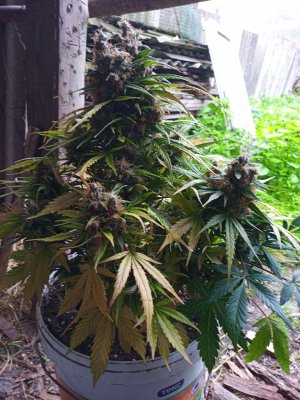 IMG_20230419_074043_4.jpg IMG_20230419_074043_4.jpg