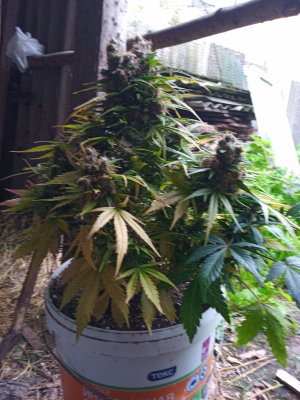 IMG_20230419_074052_3.jpg IMG_20230419_074052_3.jpg