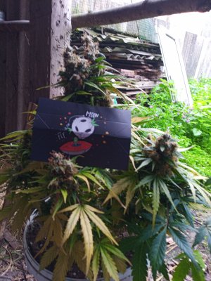 IMG_20230419_074109_0.jpg IMG_20230419_074109_0.jpg