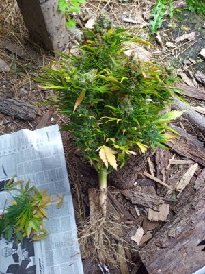 IMG_20230419_074739_8.jpg IMG_20230419_074739_8.jpg