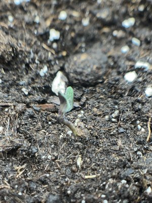 5A5C4370-14AB-4C51-A533-028D076D3599.jpeg 5A5C4370-14AB-4C51-A533-028D076D3599.jpeg