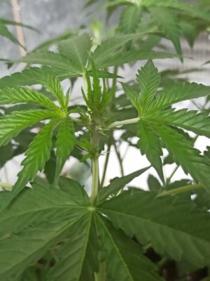 IMG_20230420_152112.jpg IMG_20230420_152112.jpg