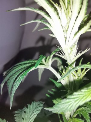 IMG_20230421_211825.jpg IMG_20230421_211825.jpg