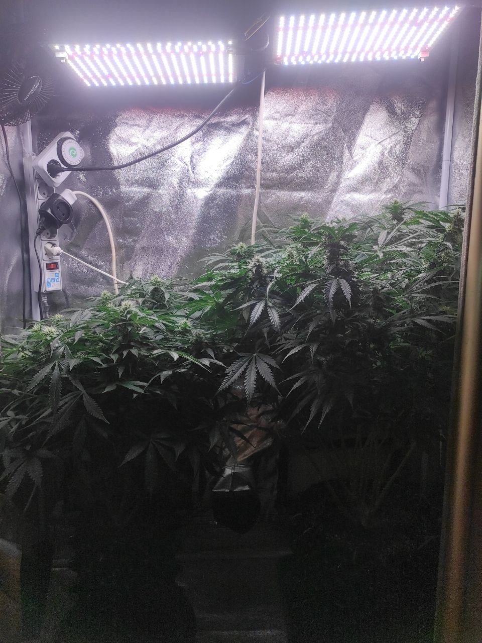 IMG_20230425_185350_912.jpg IMG_20230425_185350_912.jpg