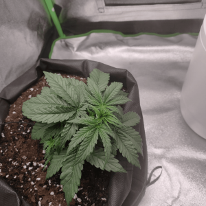 1682436331234.png 1682436331234.png