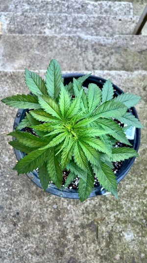 4167CD22-DC67-41C8-9962-F9055130768F.jpeg 4167CD22-DC67-41C8-9962-F9055130768F.jpeg