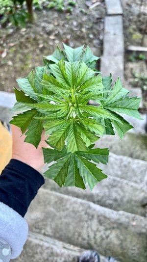 C0603E90-F883-4CF5-A8F4-13ECBE2AA67B.jpeg C0603E90-F883-4CF5-A8F4-13ECBE2AA67B.jpeg