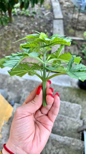 E03F9E2E-38E3-4937-ADE4-E9C1345D4AA8.jpeg E03F9E2E-38E3-4937-ADE4-E9C1345D4AA8.jpeg