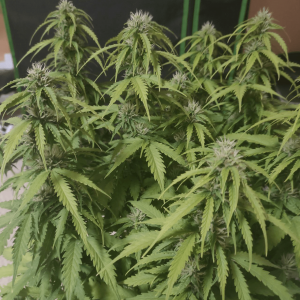 1682437786401.png 1682437786401.png