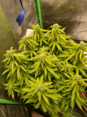 1682437877784.png 1682437877784.png