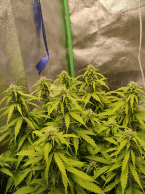 1682437900488.png 1682437900488.png