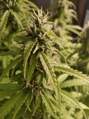 1682438024981.png 1682438024981.png