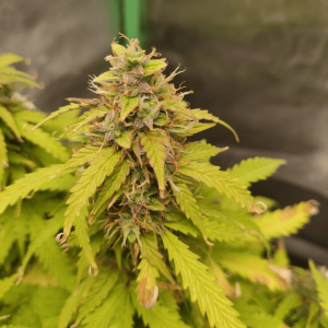 1682438363353.png 1682438363353.png