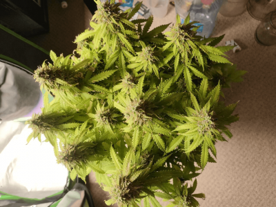 1682438481454.png 1682438481454.png