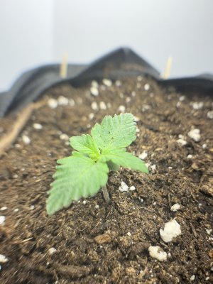 72B8EC8C-0FCC-474F-9ABA-3346F46EE925.jpeg 72B8EC8C-0FCC-474F-9ABA-3346F46EE925.jpeg