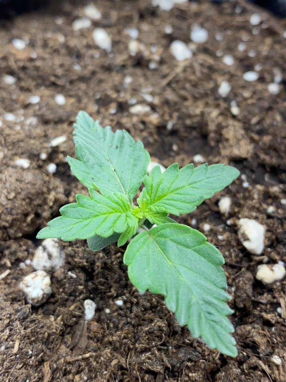 91C30D08-BDBE-4032-AA73-AE1BF31C05E7.jpeg 91C30D08-BDBE-4032-AA73-AE1BF31C05E7.jpeg